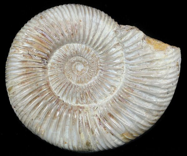 Perisphinctes Ammonite - Jurassic #46920